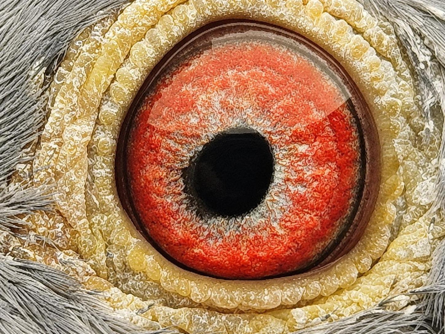 Pigeon eye